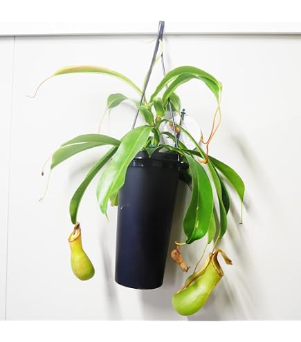 Amazon.co.jp: 食虫植物N.ventricosa Quezon Luzon : DIY・工具・ガーデン