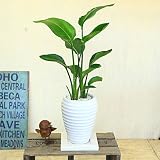 観葉植物：ストレリチア “レギネ”*陶器鉢　受け皿付　極楽鳥花