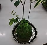 苔玉盆栽（ヤマゴケ）