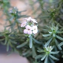 kaho☆モロッコナズナ&南アフリカ 61nAwQiQZvL._UF350,350_QL80_.jpg