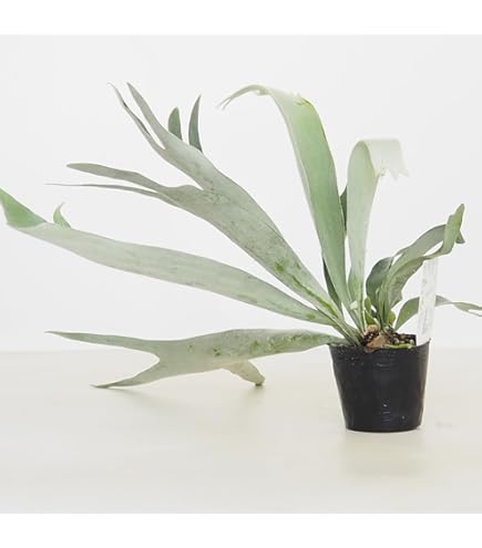 Amazon｜観葉植物 大型 コウモリラン ビカクシダ 7号 Platycerium