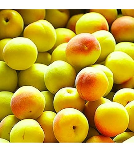 Amazon.co.jp: 南高梅 完熟 2kg 2L～4L 南高梅 梅干し用 生梅 完熟梅