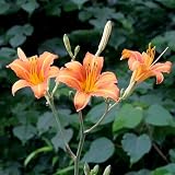 (ビオトープ/水辺植物) ノカンゾウ(1ポット) 本州・四国限定[生体]