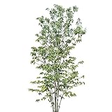 [シンボルツリー]落葉ヤマボウシ株立ち樹高2m前後[シンボルツリーに！] ノーブランド品