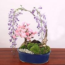 盆栽鉢 長方 青 寄せ植え Amazon｜遊恵盆栽 人気花物盆栽：桜・藤寄せ植え* (萬古焼青楕円鉢