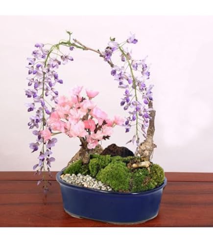 Amazon｜盆栽 ミニ盆栽 小品盆栽 盆栽妙 鉢植え 盆栽鉢 盆栽世界