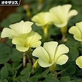 国華園　夏植え球根 オキザリス ブラジルイエロー 30球【※発送が国華園からの場合のみ正規品です】