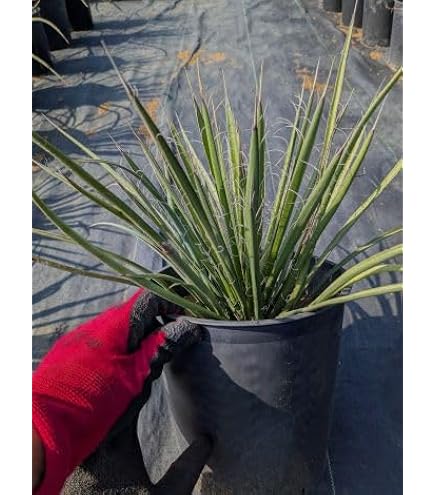 Amazon.co.jp: ユッカ フィリフェラ 5号お任せ 実生苗 Yucca filifera