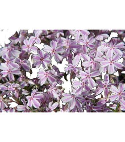 Amazon.co.jp: アグリショップひむか 芝桜・シバザクラ(紫/オー