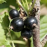 ジャンボカシス：チタニア5号ポット[一般種の約2倍！スウェーデンから来たフサスグリ・カーラント] ノーブランド品