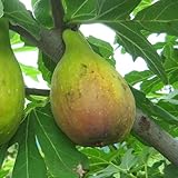 イチジク 苗木 バナッチ 13.5cmポット苗 いちじく苗