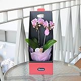 母の日 ギフト 金賞受賞 ミディ胡蝶蘭 2本立ち ピンク 母の日 花 送料無料