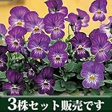 ビオラ ビビ ラベンダーアンティーク 10.5cmサイズ大ポット 3ポットセット パンジー ビオラ すみれ 苗 寄せ植え