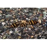 Amazon B O D Aqua キラースネール 3匹 セット 約２から３ｃｍ 小型の貝を食べる貝 淡水 生体 B O D Aqua 観賞魚 水中生物 通販