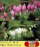 【山野草】タイツリソウ桃・白2色セット（各2ポットの計4ポットセット）