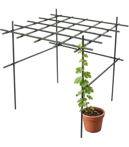 Amazon | パーゴラ 果物棚 セット 幅90cm 奥行120cm 高さ180cm 藤棚