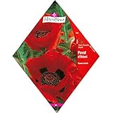 [春・秋まき　花タネ][フランス花の種]オリエンタルポピー　レッド* ノーブランド品