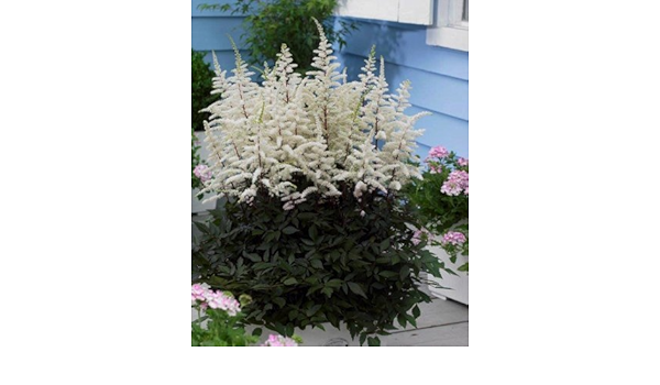 Amazon 鮮やかな黒の色彩 アスチルベ カプチーノ 苗 １株 ２ ３芽付き Diy 工具 ガーデン