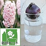 ヒヤシンスの水栽培セット：ピンクパール（桃）とガラスポットショート[ジャンボ球] ノーブランド品