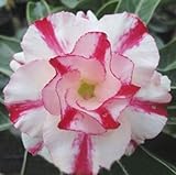 40 Fresh seedsアデニウム アラビカム オベスム 砂漠のバラ種子(40粒)塊根植物種子Adenium obesum Desert Roses seeds no65-Double-Horec