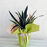 [ギフトに]万年青 （おもと）：都の城5.5号鉢植え ラッピング付き[お引越し・新居のお祝いに！] ノーブランド品