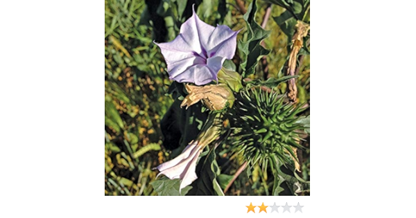 Amazon チョウセンアサガオ パープル の種 粒 種