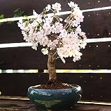 桜盆栽:特選吉野桜(大)(よしのさくら)*