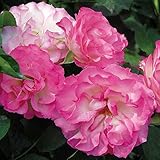 バラ苗 ストロベリーアイス 国産新苗植え替え6号スリット鉢 フロリバンダ(FL) 四季咲き中輪 ピンク系