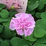 オキザリス：ポンポン3.5号ポット 2株セット[可憐な八重咲オキザリス！] ノーブランド品