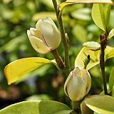 四季咲きオガタマ4号ポット[春と秋にバナナに似た芳香のある花を咲かせます] ノーブランド品