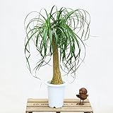 観葉植物：ボーカルニア　ノリナ(トックリラン)*プラポット