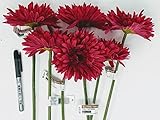 Ashland 6ホットピンクGerber Daisy withブラウンセンターとAPX 18インチStem + 1ママホットピンク+ 5ホットピンクVarigated Dahlias (合計12花)