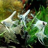 Amazon 熱帯魚 プラチナホワイトダイヤモンド エンゼルフィッシュ 国産ブリード １匹 北海道 九州航空便要保温 Charm チャーム 観賞魚 水中生物 通販