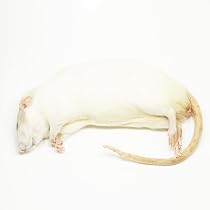 Amazon | 【国産】冷凍ラット スーパーラット(400〜500g)爬虫類 Amazon | 【国産】冷凍ラット スーパーラット(400〜500g)爬虫類