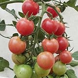 [インパクト秋植え野菜]トマト：秋トマト3号ポット4株セット[秋どり用・人気!] ノーブランド品