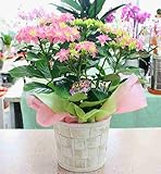 あじさい鉢植え　ダンスパーティー　（ピンク） 5号かご付鉢植え