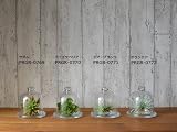 観葉植物 ミニ フェイク 造花 ♪【グリーンパーク】ガラスドーム 多肉植物シリーズ＜タイプ：ミニエケベリア＞♪ インテリアグリーン アーティフィシャル