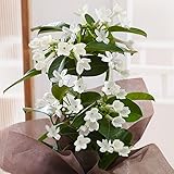 母の日 マダガスカルジャスミン 5号 ギフト フラワーギフト 鉢花