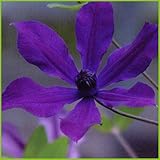 クレマチス苗　アフロディーテエレガフミナ