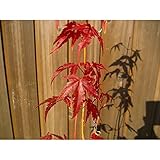 イロハモミジ単木　0.3　5本セット