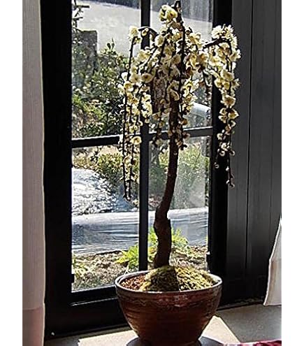 Amazon.co.jp: 白樺苗 白樺シラカバ ジャックモンティー苗 : DIY・工具