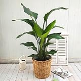 【日比谷花壇】観葉植物「オーガスタ・バスケット」