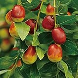 なつめ 苗木 【日本ナツメ】 1年生苗