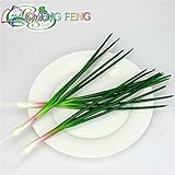 Original Pack 50 Seeds / Pack Four Seasons Onion Vegetable Seeds Scallion Shallot Seeds Chives Mini 