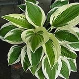 【5ポットセット】 ギボウシ・パトリオット 15cmポット ぎぼうし 苗木 植木 苗 庭木 生け垣