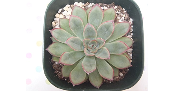 Amazon Irzエケベリア 花うらら ハナウララ 多肉植物 9cmポット 観葉植物 オンライン通販