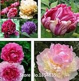 Garden Plant 1 Professional Pack, 40 Seeds/Pack, Pink Rockii Tree Peony Seeds ''Pure Light flower se