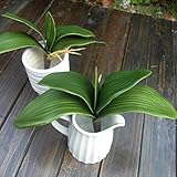 魔法使いハウルと火の悪魔10pcs人工PU胡蝶蘭Orchid Leaves Bouquets人工植物ウェディングパーティーホームガーデン装飾