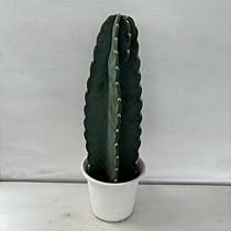 サボテン　世界の図　5号鉢 Amazon.co.jp: サボテン 柱サボテン 多肉植物 5号鉢 : ホビー
