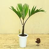 観葉植物・希少:トックリヤシ(徳利椰子)*